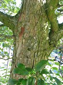 summer photograph Sierappel__Mapus_spec__Crab_appleimg_6918.jpg