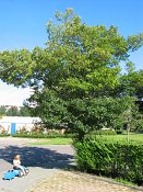 summer photograph Sierappel__Mapus_spec__Crab_appleimg_6919.jpg