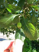 summer photograph Sierappel__Mapus_spec__Crab_appleimg_6920.jpg