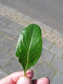 summer photograph Sierappel__Mapus_spec__Crab_appleimg_6921.jpg