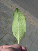 summer photograph Sierappel__Mapus_spec__Crab_appleimg_6922.jpg