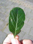 summer photograph Sierappel__Mapus_spec__Crab_appleimg_6923.jpg