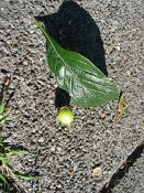 summer photograph Sierappel__Mapus_spec__Crab_appleimg_6924.jpg