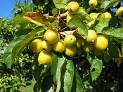 summer photograph Sierappel__Mapus_spec__Crab_appleimg_6935.jpg