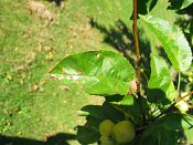 summer photograph Sierappel__Mapus_spec__Crab_appleimg_6936.jpg