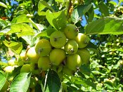 summer photograph Sierappel__Mapus_spec__Crab_appleimg_6937.jpg