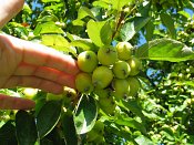 summer photograph Sierappel__Mapus_spec__Crab_appleimg_6938.jpg