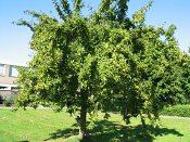 summer photograph Sierappel__Mapus_spec__Crab_appleimg_6939.jpg