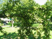 summer photograph Sierappel__Mapus_spec__Crab_appleimg_6940.jpg