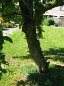 summer photograph Sierappel__Mapus_spec__Crab_appleimg_6941.jpg