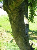 summer photograph Sierappel__Mapus_spec__Crab_appleimg_6942.jpg