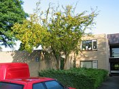 summer photograph Sierappel__Mapus_spec__Crab_appleimg_7067.jpg