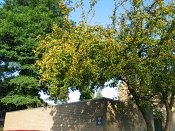 summer photograph Sierappel__Malus_spec__Crab_appleimg_7068.jpg