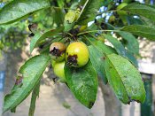 summer photograph Sierappel__Malus_spec__Crab_appleimg_7069.jpg