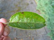 summer photograph Sierappel__Malus_spec__Crab_appleimg_7070.jpg