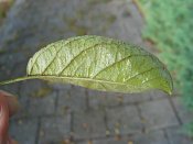 summer photograph Sierappel__Malus_spec__Crab_appleimg_7071.jpg