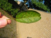 summer photograph Sierappel__Malus_spec__Crab_appleimg_7072.jpg