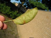 summer photograph Sierappel__Malus_spec__Crab_appleimg_7073.jpg