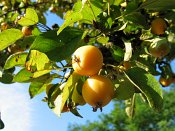 summer photograph Sierappel__Malus_spec__Crab_appleimg_7074.jpg