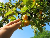 summer photograph Sierappel__Malus_spec__Crab_appleimg_7075.jpg