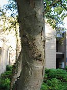 summer photograph Sierappel__Malus_spec__Crab_appleimg_7076.jpg