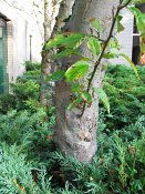 summer photograph Sierappel__Malus_spec__Crab_appleimg_7077.jpg