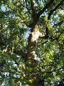 summer photograph Sierappel__Malus_spec__Crab_appleimg_7078.jpg