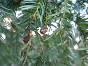 summer photograph Taxus__Taxus_baccata__English_yewimg_1841.jpg