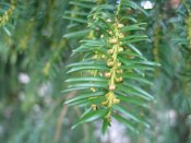 summer photograph Taxus__Taxus_baccata__English_yewimg_1842.jpg