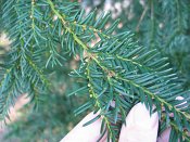 summer photograph Taxus__Taxus_baccata__English_yewimg_1843blad.jpg