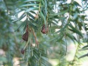 summer photograph Taxus__Taxus_baccata__English_yewimg_1846vrucht.jpg