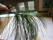 summer photograph Tranenden__Pinus_wallichiana__Himalayan_pineimg_4343.jpg