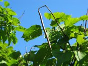 summer photograph Trompetboom__Catalpa_bignonioides__Southern_catalpaimg_6946vrucht.jpg