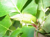 summer photograph Tulpenboom__Liriodendron_tulipifera__Tulip_treeimg_7009.jpg