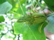 summer photograph Tulpenboom__Liriodendron_tulipifera__Tulip_treeimg_7011vrucht.jpg