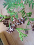 summer photograph Westerse_levensboom__Thuja_occidentalis__Eastern_arborvitaeimg_1612.jpg