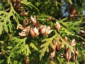 summer photograph Westerse_levensboom__Thuja_occidentalis__Eastern_arborvitaeimg_1629.jpg