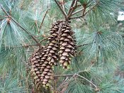 summer photograph Weymouthden__Pinus_strobus__White_pineimg_1720vrucht.jpg