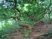 summer photograph Wintereik__Quercus_patrea__Sessile_oakimg_6360.jpg