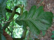 summer photograph Wintereik__Quercus_patrea__Sessile_oakimg_6362.jpg