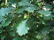 summer photograph Wintereik__Quercus_patrea__Sessile_oakimg_6374.jpg