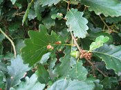 summer photograph Wintereik__Quercus_patrea__Sessile_oakimg_6375.jpg