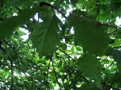 summer photograph Wintereik__Quercus_patrea__Sessile_oakimg_6380.jpg