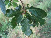 summer photograph Wintereik__Quercus_patrea__Sessile_oakimg_6396blad.jpg