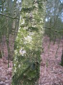 summer photograph Zachte_berk__Betula_pubescens__Downy_birchimg_4262.jpg