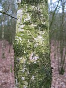 summer photograph Zachte_berk__Betula_pubescens__Downy_birchimg_4265.jpg