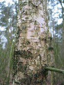 summer photograph Zachte_berk__Betula_pubescens__Downy_birchimg_4269.jpg