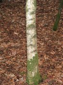 summer photograph Zachte_berk__Betula_pubescens__Downy_birchimg_4275.jpg