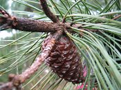 summer photograph Zeeden__Pinus_pinaster__Maritime_pineimg_3001vrucht.jpg