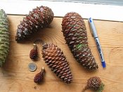 summer photograph Zeeden__Pinus_pinaster__Maritime_pineimg_3059.jpg